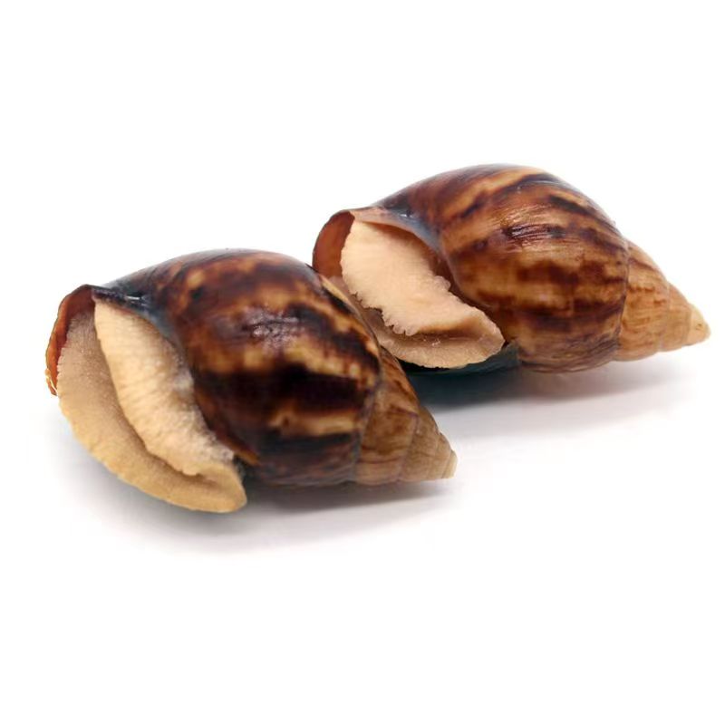 冷凍白玉蝸牛肉粒